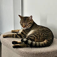Tokyo participe au concours pour gagner de l'argent avec cette photo : cat, tabby_cat, pet, indoor, feline, resting, relaxed, animal, fur, whiskers, ears, tail, striped, soft_texture, perch, home, cozy, sleepy, domestic, quiet