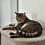 cat, tabby_cat, pet, indoor, feline, resting, relaxed, animal, fur, whiskers, ears, tail, striped, soft_texture, perch, home, cozy, sleepy, domestic, quiet