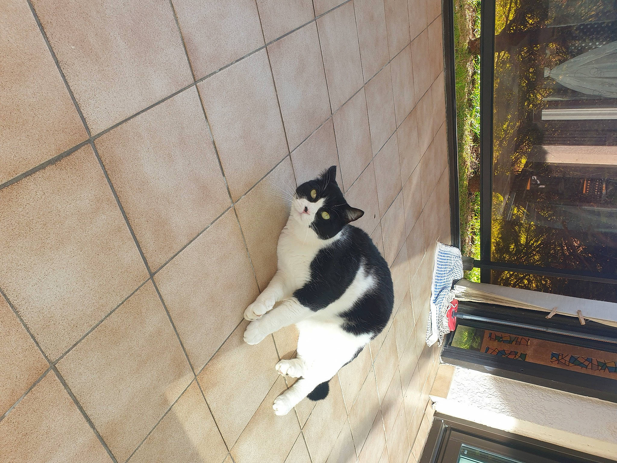 Marley a rejoint le concours — aidez-le/la à gagner de superbes lots ! canidae, carnivore, cat, companion_dog, dog_breed, domestic_short_haired_cat, felidae, flooring, fur, grass, hardwood, plant, small_to_medium_sized_cats, snout, sporting_group, tail, tints_and_shades, whiskers, window, wood