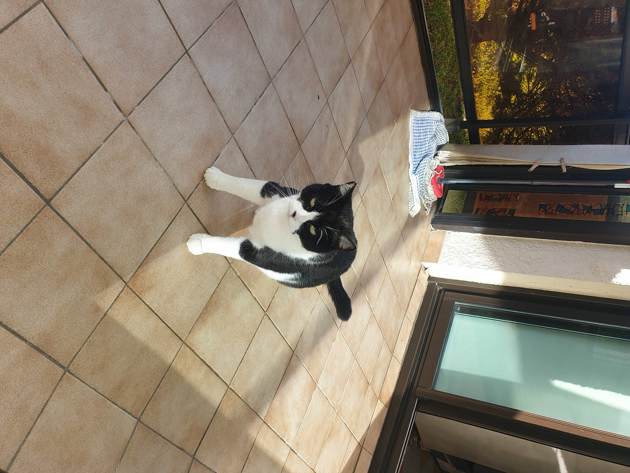 Marley a rejoint le concours — aidez-le/la à gagner de superbes lots ! carnivore, cat, companion_dog, design, dog_breed, felidae, floor, flooring, fur, hardwood, laminate_flooring, pet_supply, room, small_to_medium_sized_cats, sporting_group, tail, tints_and_shades, whiskers, window, wood