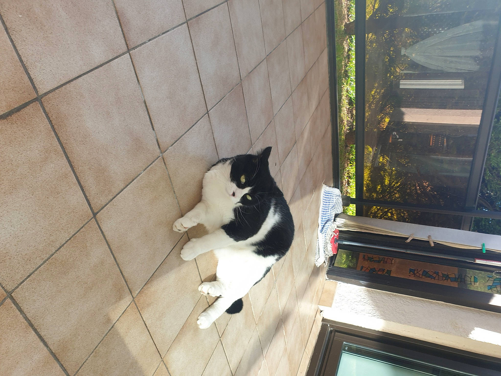 Marley a rejoint le concours — aidez-le/la à gagner de superbes lots ! black_cat, carnivore, cat, domestic_short_haired_cat, felidae, flooring, fur, hardwood, plant, sash_window, small_to_medium_sized_cats, tail, tints_and_shades, tree, whiskers, window, window_blind, window_covering, wood, wood_flooring