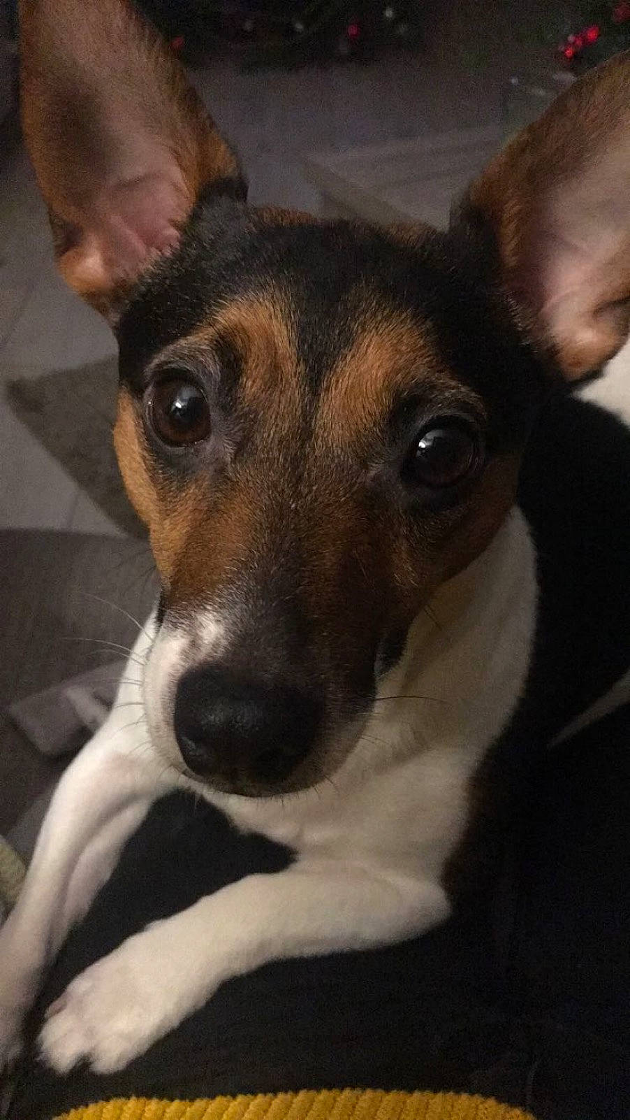 Inaya a rejoint le concours — aidez-le/la à gagner de superbes lots ! canidae, carnivore, companion_dog, corgi_chihuahua, dog, dog_breed, feist, fox_terrier, mammal, miniature_fox_terrier, nose, rat_terrier, smooth_fox_terrier, snout, teddy_roosevelt_terrier, tenterfield_terrier, terrier, toy_fox_terrier, vertebrate, whiskers