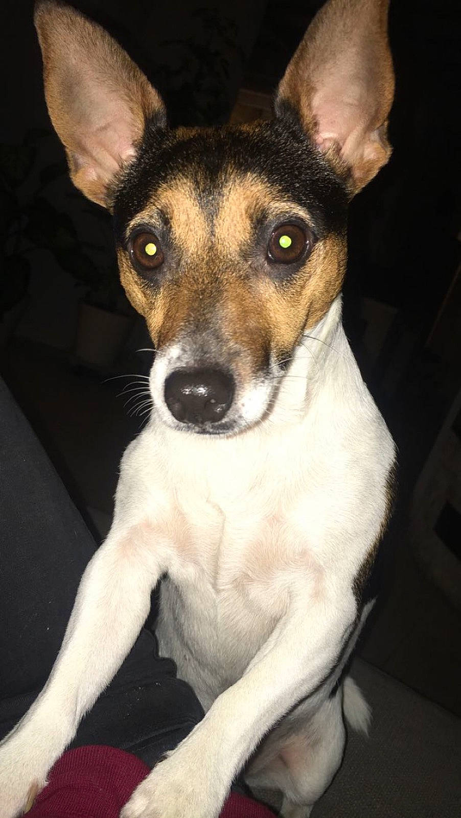 Inaya participe au concours pour gagner de l'argent avec cette photo : brazilian_terrier, canidae, carnivore, chilean_fox_terrier, dog, dog_breed, english_toy_terrier, feist, fox_terrier, mammal, miniature_fox_terrier, rat_terrier, ratonero_bodeguero_andaluz, smooth_fox_terrier, snout, teddy_roosevelt_terrier, tenterfield_terrier, toy_fox_terrier, vertebrate, whiskers