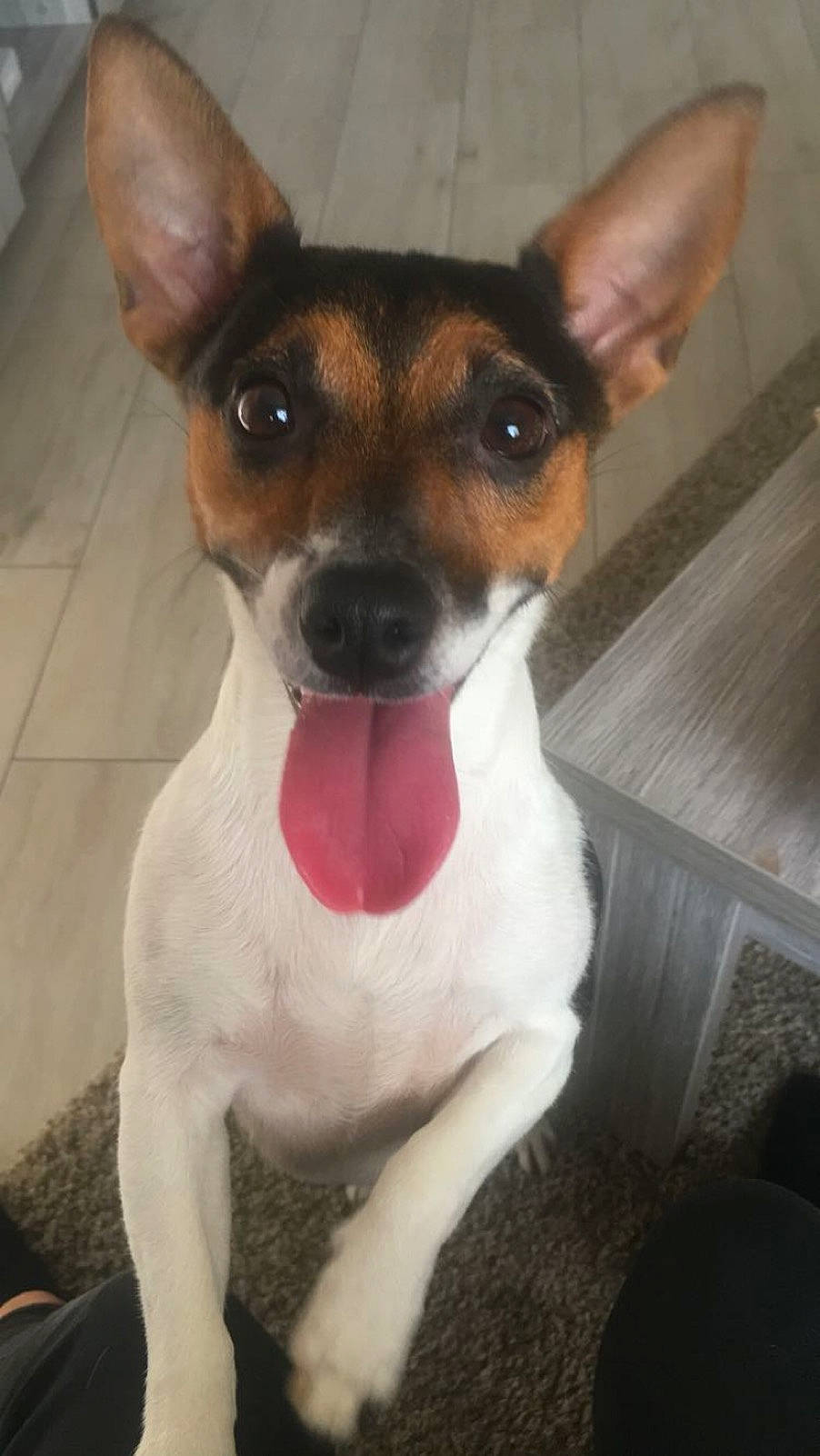 Inaya a rejoint le concours — aidez-le/la à gagner de superbes lots ! brazilian_terrier, canidae, carnivore, chilean_fox_terrier, companion_dog, dog, dog_breed, feist, fox_terrier, japanese_terrier, mammal, miniature_fox_terrier, rat_terrier, ratonero_bodeguero_andaluz, smooth_fox_terrier, snout, teddy_roosevelt_terrier, tenterfield_terrier, toy_fox_terrier, vertebrate