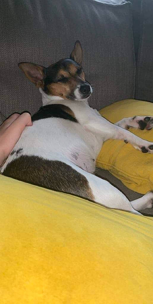 Inaya a rejoint le concours — aidez-le/la à gagner de superbes lots ! basenji, brazilian_terrier, canidae, carnivore, companion_dog, danish_swedish_farmdog, dog, dog_breed, feist, fox_terrier, mammal, miniature_fox_terrier, rat_terrier, ratonero_bodeguero_andaluz, smooth_fox_terrier, snout, teddy_roosevelt_terrier, tenterfield_terrier, toy_fox_terrier, vertebrate