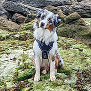 Venus a rejoint le concours — aidez-le/la à gagner de superbes lots ! adventure, animal, australian_shepherd, canine, coast, curious, dog, fur, grass, harness, head_tilt, landscape, moss, nature, outdoor, pet, rocks, seaweed, sitting, wildlife
