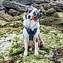 adventure, animal, australian_shepherd, canine, coast, curious, dog, fur, grass, harness, head_tilt, landscape, moss, nature, outdoor, pet, rocks, seaweed, sitting, wildlife