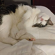 Patches joined the competition — help win amazing prizes! cat, tabby, white, gray, pet, animal, feline, bed, blanket, sleeping, relaxed, indoor, cozy, paw, fur, cute, resting, whiskers, pink_nose, tail