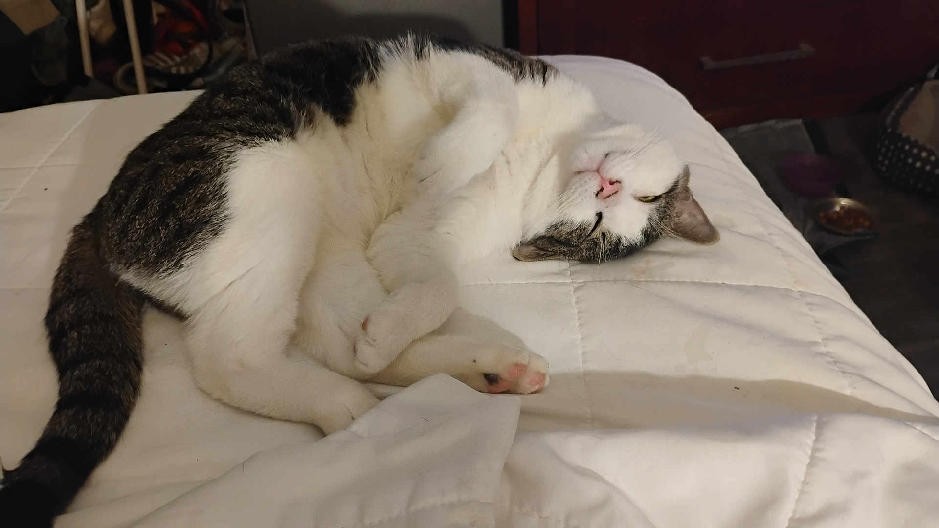 Patches joined the competition — help win amazing prizes! cat, tabby, white, gray, pet, animal, feline, bed, blanket, sleeping, relaxed, indoor, cozy, paw, fur, cute, resting, whiskers, pink_nose, tail