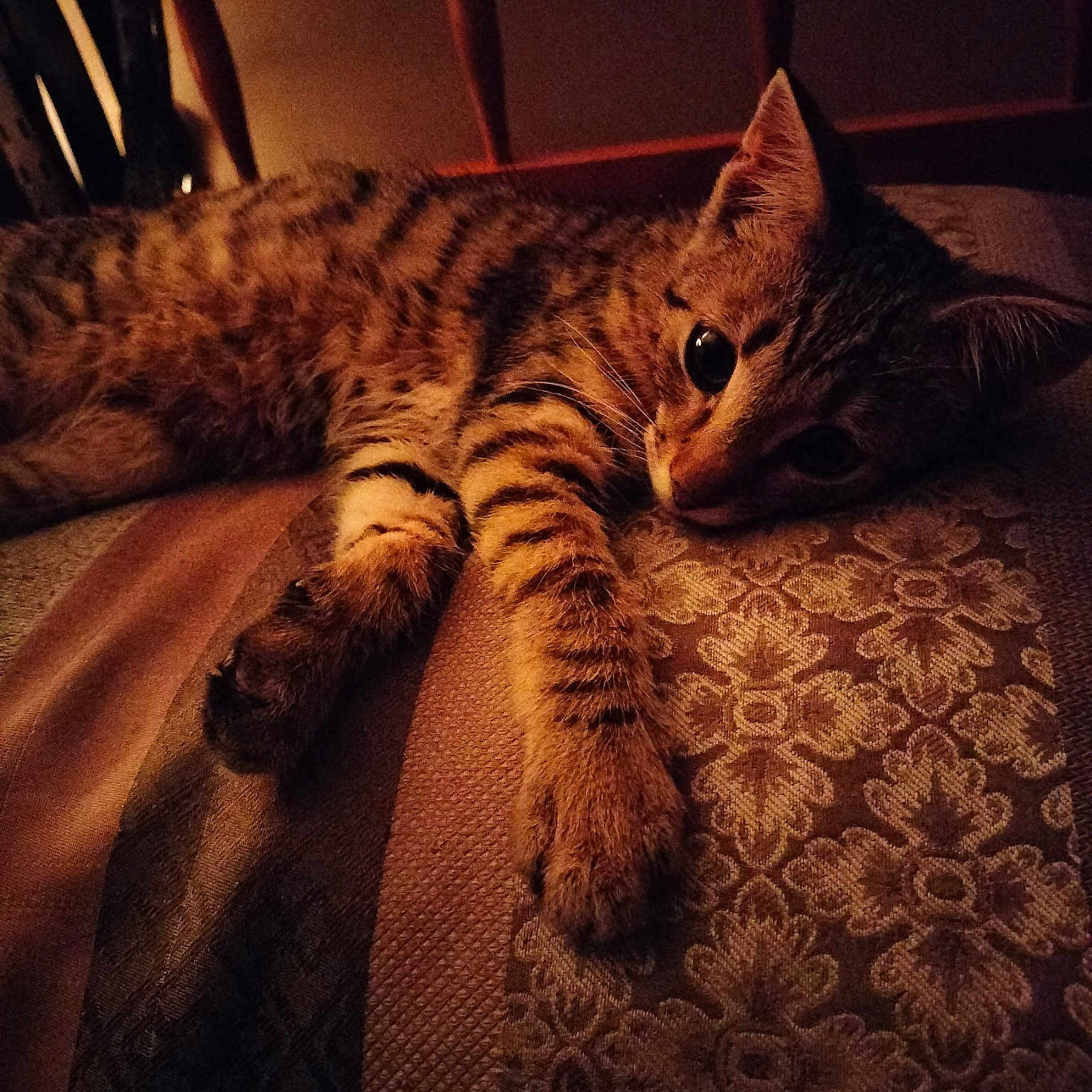 Lil Bug