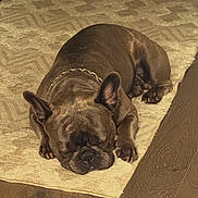 Bruno is registered to the contest to win money with this photo: dog, sleeping, brown, pet, indoor, floor, rug, canine, resting, domestic_animal, collar, paw, ears, snout, relaxed, animal, mammal, quiet, home, companion