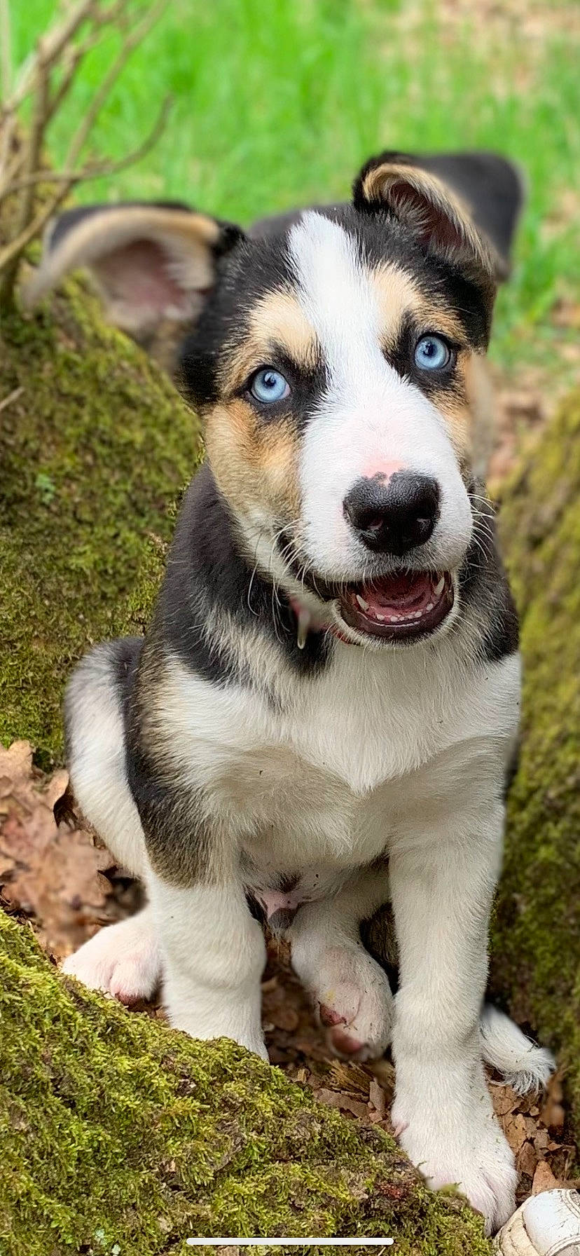 Uhtred participe au concours pour gagner de l'argent avec cette photo : ancient_dog_breeds, carnivore, collar, companion_dog, dog, dog_breed, fur, grass, plant, sporting_group, terrestrial_animal, whiskers, window, working_animal, working_dog