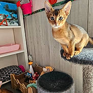 Fabienne Paoli participe au concours pour gagner de l'argent avec cette photo : kitten, cat, cat_tree, toy, plush_toy, wooden_bed, indoor, pet, furniture, floor, shelf, wall, curious, young_cat, pet_accessory, cozy, home_interior, animal, feline, cute