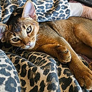 Archibald a rejoint le concours — aidez-le/la à gagner de superbes lots ! cat, animal, pet, feline, fur, ears, eyes, paw, blanket, leopard_print, pattern, resting, cozy, domestic, closeup, indoor, cute, relaxed, mammal, whiskers