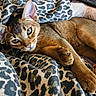 animal, blanket, cat, closeup, cozy, cute, domestic, ears, eyes, feline, fur, indoor, leopard_print, mammal, pattern, paw, pet, relaxed, resting, whiskers