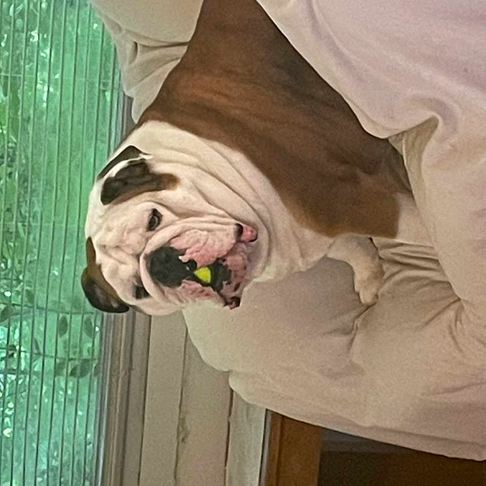 Brutus joined the competition — help win amazing prizes! eyewear, fawn, fun, gesture, grass, house, landscape, linens, room, sleeve, sporting_group, sunglasses, textile, tints_and_shades, visual_arts, water, window, wood