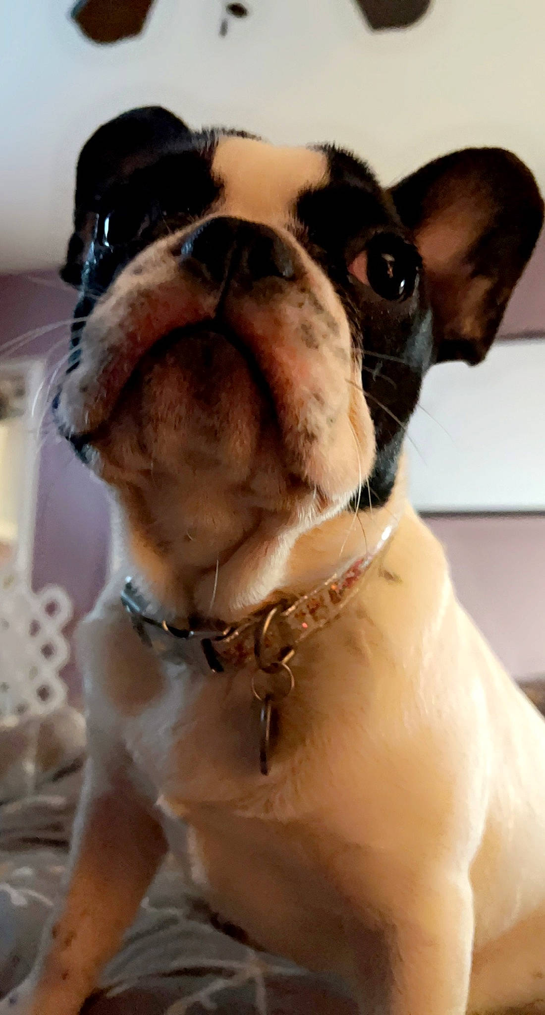 Lola joined the competition — help win amazing prizes! boxer, canidae, carnivore, collar, companion_dog, dog, dog_breed, dog_collar, eyewear, fawn, fur, leash, liver, molosser, pet_supply, snout, sporting_group, whiskers, working_animal, wrinkle