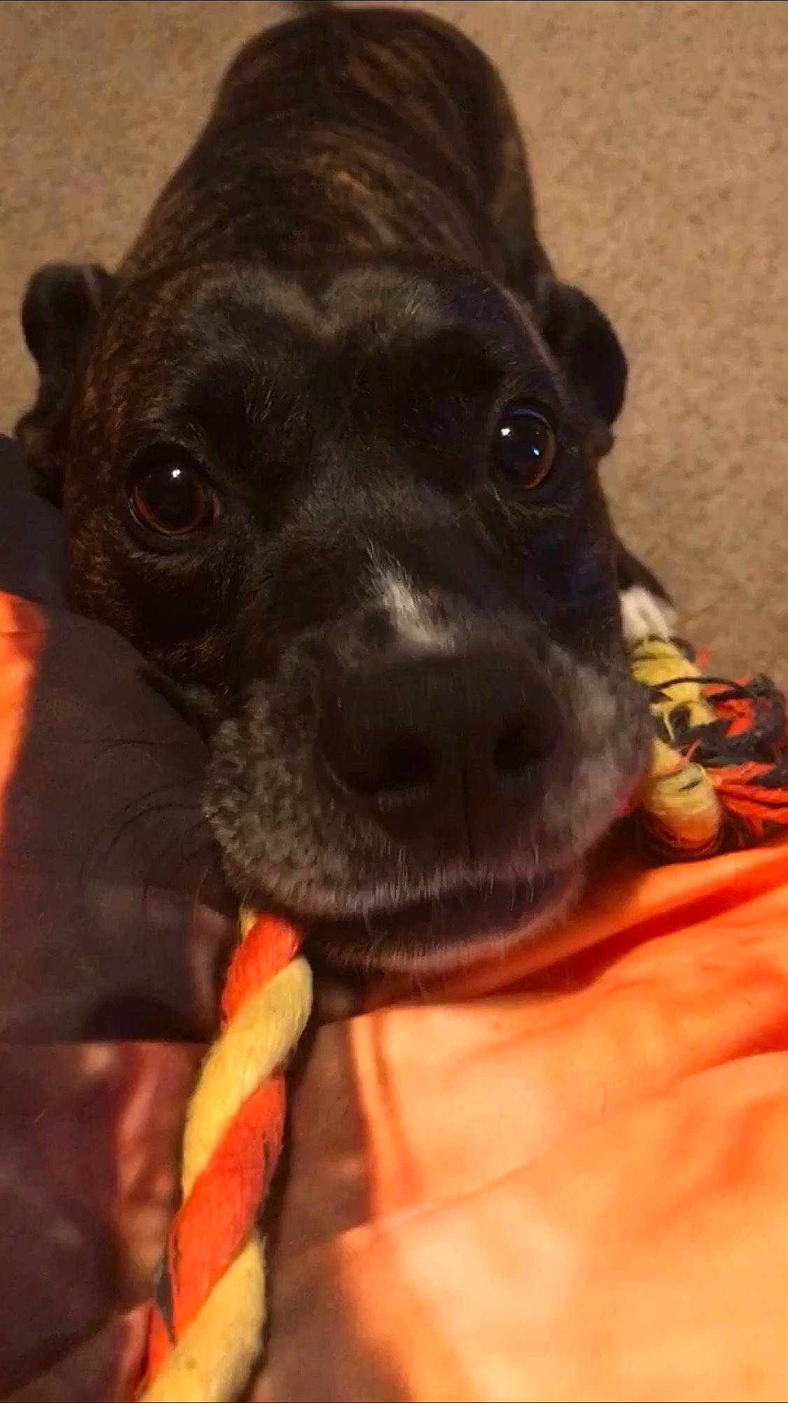 Curry is registered to the contest to win money with this photo: borador, carnivore, collar, companion_dog, dog, dog_breed, dog_collar, ear, fawn, fur, guard_dog, labrador_retriever, liver, pet_supply, snout, sporting_group, terrestrial_animal, toy_dog, whiskers, working_animal