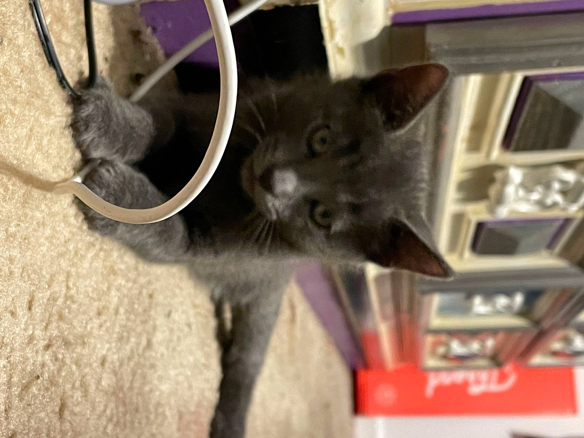 Bishop is registered to the contest to win money with this photo: black_cat, carnivore, cat, claw, domestic_short_haired_cat, felidae, fur, grey, paw, small_to_medium_sized_cats, snout, tail, terrestrial_animal, whiskers