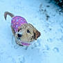 Rori joined the competition — help win amazing prizes! puppy, dog, snow, pink_jacket, fluffy, outdoor, winter, cold, animal, pet, cute, young_dog, snowy_ground, looking_up, fur, nose, tail, nature, walking, playful