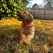 Rori is registered to the contest to win money with this photo: dog, puppy, grass, outdoor, sunlight, collar, yellow_ball, fence, bush, sky, clouds, happy, animal, pet, nature, playful, summer, brown, fur, smiling