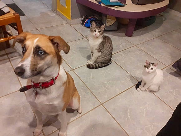 Noisette participe au concours pour gagner de l'argent avec cette photo : canidae, carnivore, cat, companion_dog, dog, dog_breed, fawn, felidae, floor, flooring, jack_russell_terrier, kitten, mammal, paw, puppy, rat_terrier, russell_terrier, small_to_medium_sized_cats, tile, whiskers