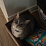 box, cardboard_box, cat, collar, curious, cute, floor, friskies_pack, gray_cat, hardwood_floor, indoor, looking_up, pet, pet_food_packaging, portrait, shadow, sitting, tabby, wall, whiskers