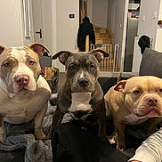 Aiko participe au concours pour gagner de l'argent avec cette photo : dog, pitbull, three_dogs, couch, sofa, blanket, living_room, indoor, staircase, baby_gate, pet, canine, portrait, fur, ears, nose, eyes, companions, attention, home