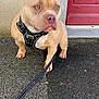 dog, pitbull, pet, leash, harness, pavement, sidewalk, red_door, door, concrete_wall, ears, paws, short_coat, tan_coat, portrait, outdoor, curious, close_up, urban, front_door