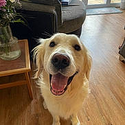 Chester is registered to the contest to win money with this photo: dog, golden_retriever, indoor, smiling, happy, tongue_out, wooden_floor, couch, vase, flowers, glass_door, natural_light, pet, canine, fur, animal, domestic, friendly, sitting, home