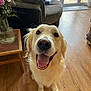 dog, golden_retriever, indoor, smiling, happy, tongue_out, wooden_floor, couch, vase, flowers, glass_door, natural_light, pet, canine, fur, animal, domestic, friendly, sitting, home