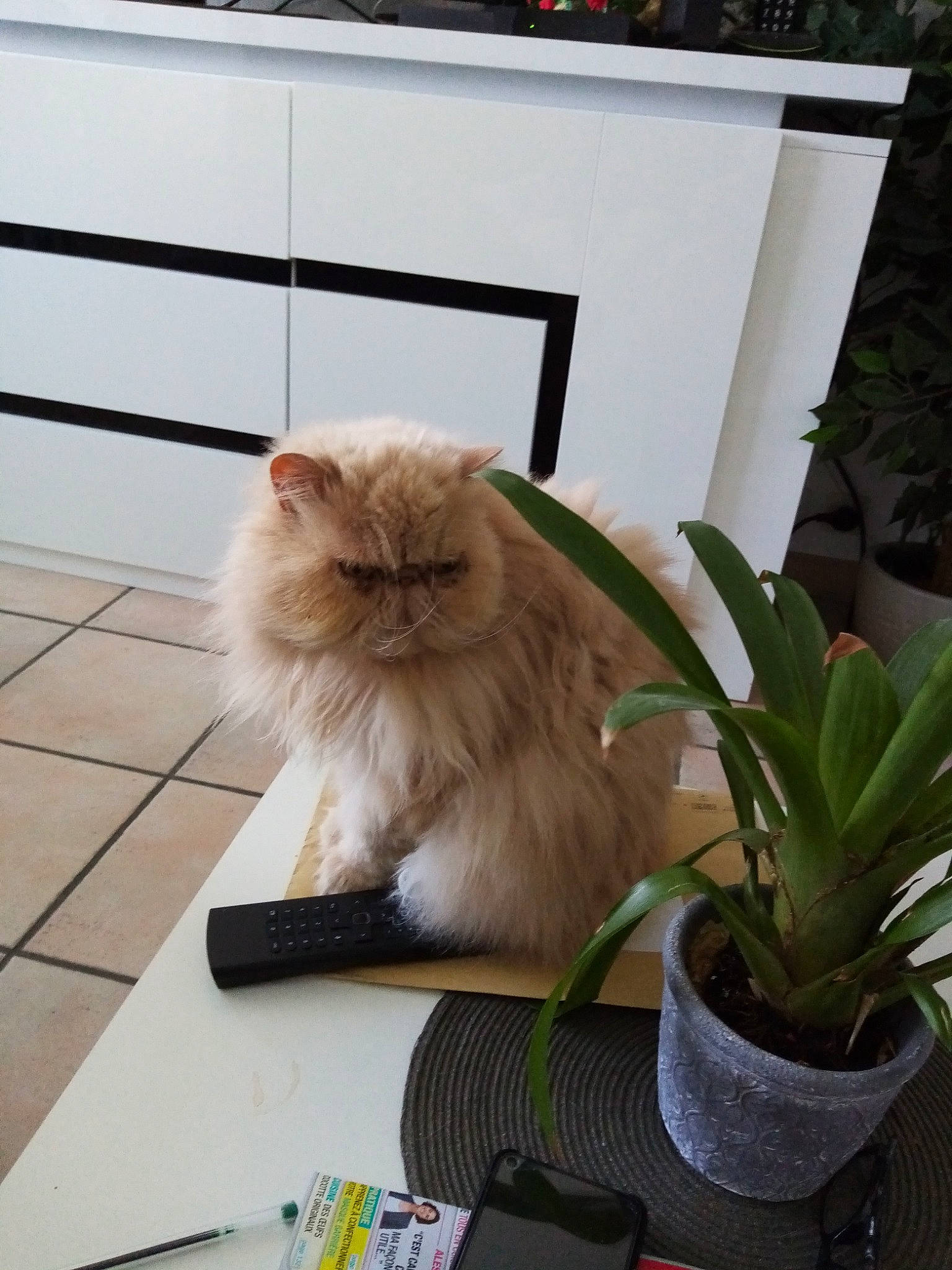 Elixir a rejoint le concours — aidez-le/la à gagner de superbes lots ! carnivore, cat, companion_dog, fawn, felidae, flooring, flowerpot, fur, grass, hardwood, houseplant, mammal, persian, plant, ragdoll, small_to_medium_sized_cats, tail, terrestrial_plant, whiskers, wood