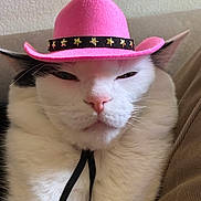 Roux joined the competition — help win amazing prizes! animal, black_fur, cat, close_up, cowboy_hat, cute, domestic_cat, ears, face, feline, funny, hat_strap, indoor, pet, pink_hat, portrait, relaxed, sofa, whiskers, white_fur