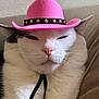 animal, black_fur, cat, close_up, cowboy_hat, cute, domestic_cat, ears, face, feline, funny, hat_strap, indoor, pet, pink_hat, portrait, relaxed, sofa, whiskers, white_fur