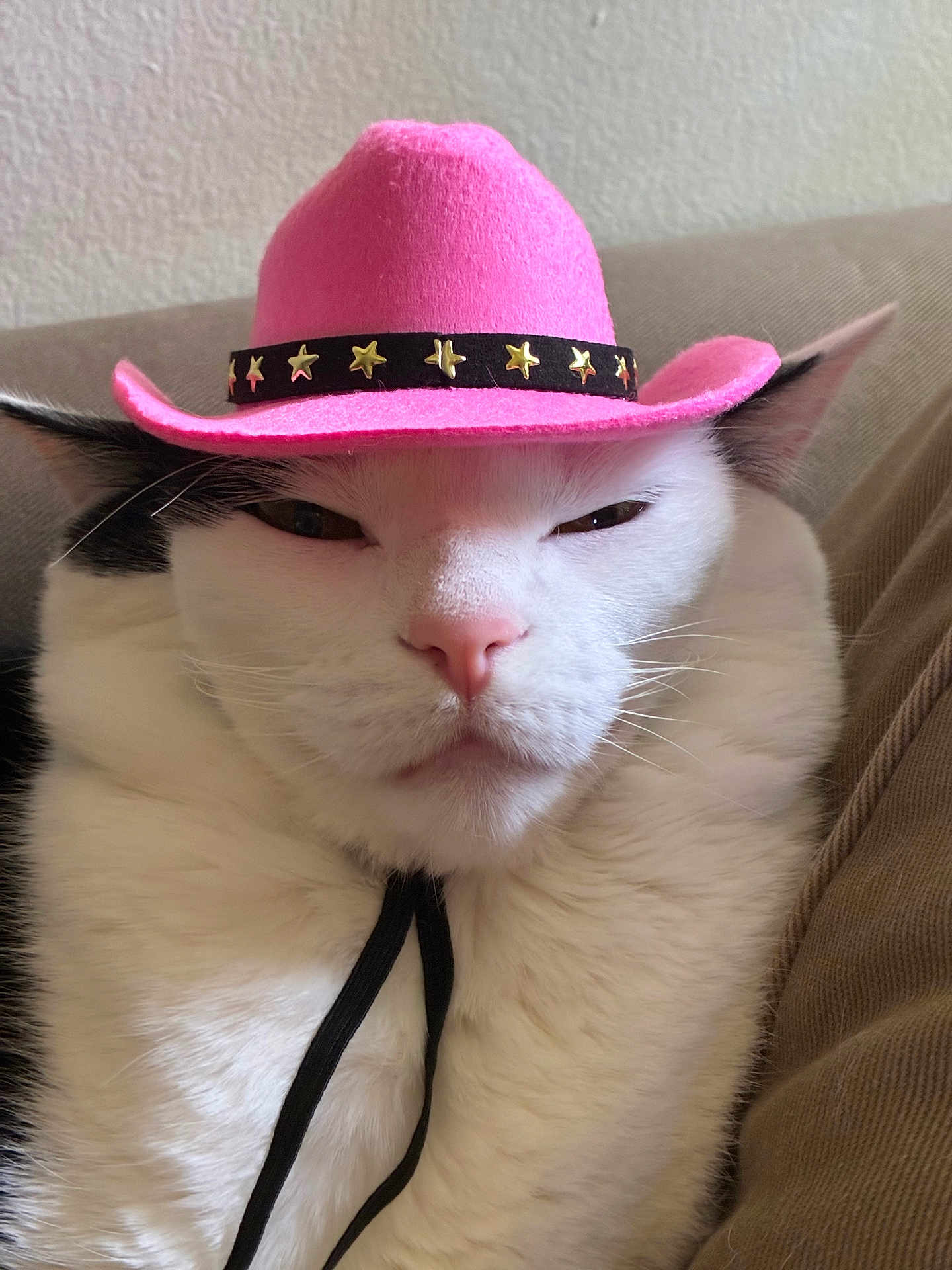 Roux joined the competition — help win amazing prizes! animal, black_fur, cat, close_up, cowboy_hat, cute, domestic_cat, ears, face, feline, funny, hat_strap, indoor, pet, pink_hat, portrait, relaxed, sofa, whiskers, white_fur