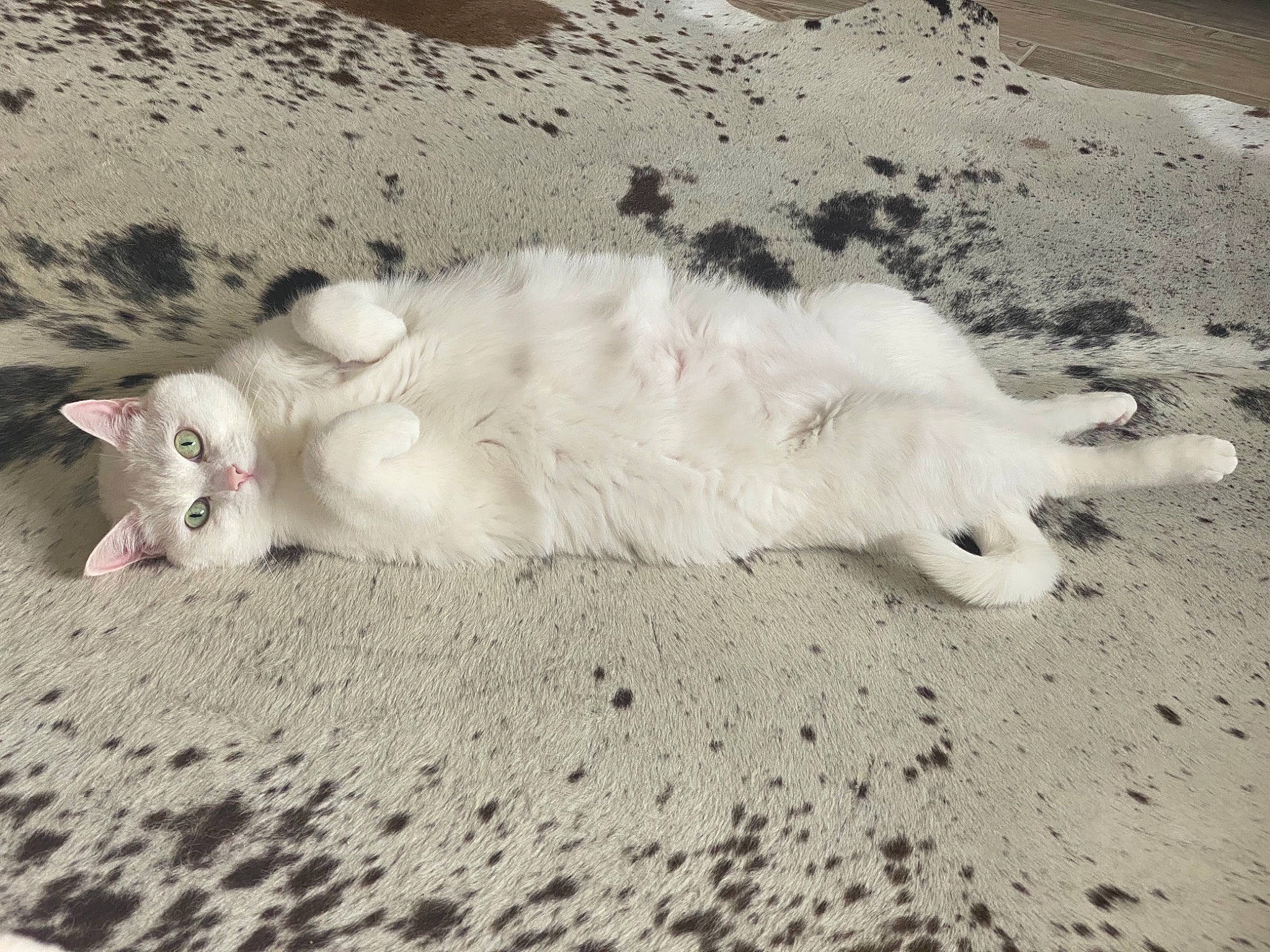 Cinderella joined the competition — help win amazing prizes! canidae, carnivore, cat, domestic_long_haired_cat, felidae, fur, kitten, ragdoll, sand, small_to_medium_sized_cats, tail, turkish_angora, turkish_van, whiskers, white