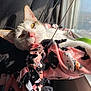 Coraline joined the competition — help win amazing prizes! cat, sunlight, blanket, window, indoor, pet, relaxed, cozy, feline, whiskers, pink, black, white, closeup, cute, resting, soft, warm, nap, animal