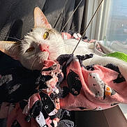Coraline joined the competition — help win amazing prizes! cat, sunlight, blanket, window, indoor, pet, relaxed, cozy, feline, whiskers, pink, black, white, closeup, cute, resting, soft, warm, nap, animal