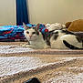 Coraline joined the competition — help win amazing prizes! cat, indoor, blanket, towel, stuffed_animal, smartphone, curious, collar, pet, relaxed, feline, domestic, fur, bedroom, window, curtain, soft_texture, resting, animal, home