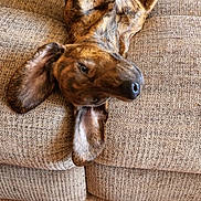 Deeno is registered to the contest to win money with this photo: dog, brindle, couch, upside_down, relaxed, ears, paws, pet, indoor, wood_floor, texture, furniture, canine, animal, laying_down, cozy, home, mammal, domestic_animal, resting