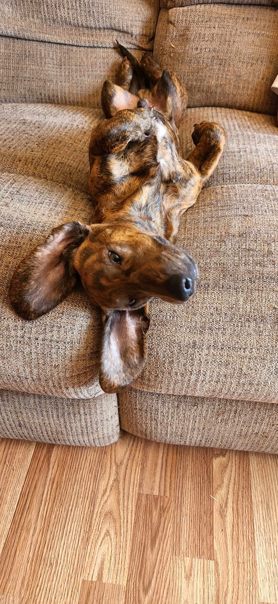 Deeno is registered to the contest to win money with this photo: dog, brindle, couch, upside_down, relaxed, ears, paws, pet, indoor, wood_floor, texture, furniture, canine, animal, laying_down, cozy, home, mammal, domestic_animal, resting