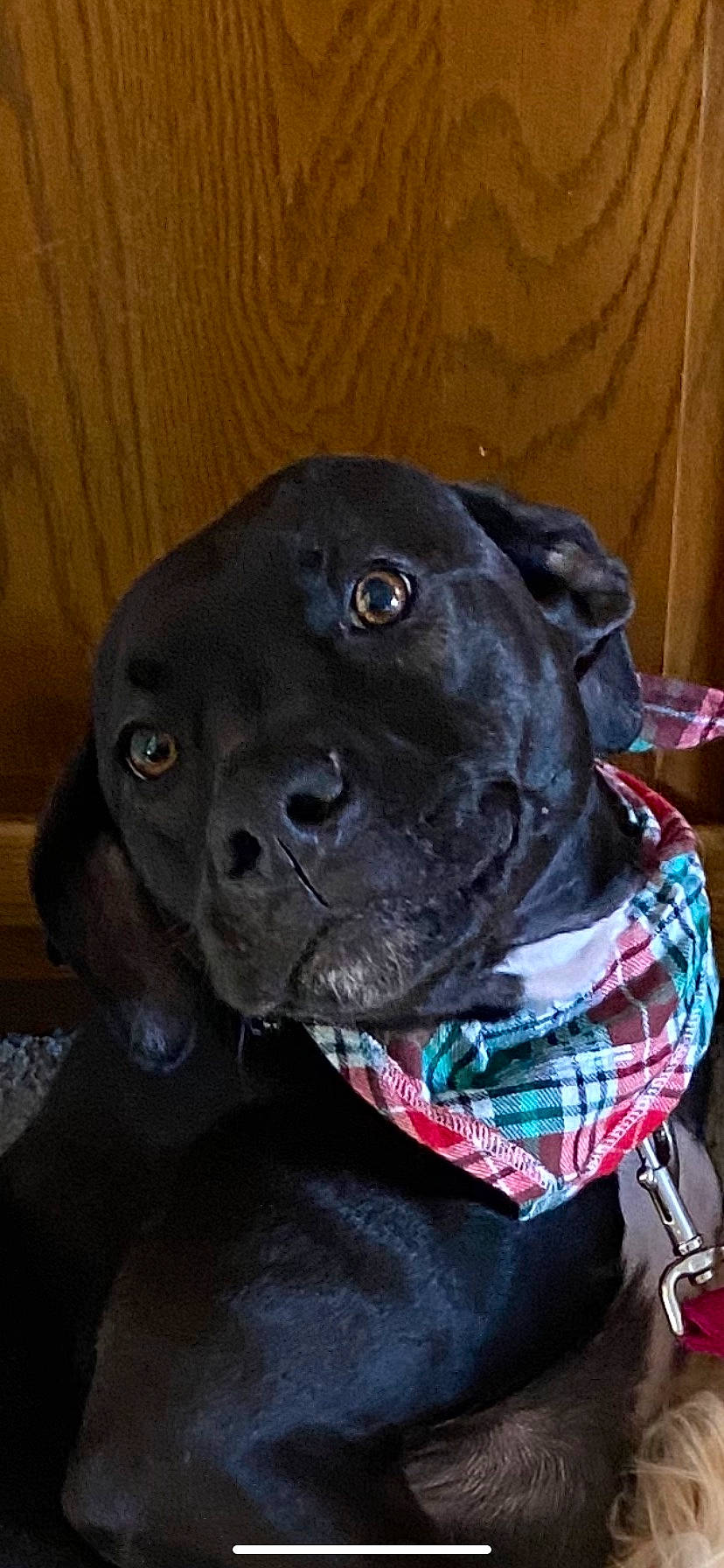 Luna is registered to the contest to win money with this photo: borador, canidae, carnivore, collar, companion_dog, dog, dog_breed, dog_collar, electric_blue, fawn, fur, liver, non_sporting_group, personal_protective_equipment, pet_supply, snout, sporting_group, terrestrial_animal, whiskers, working_animal