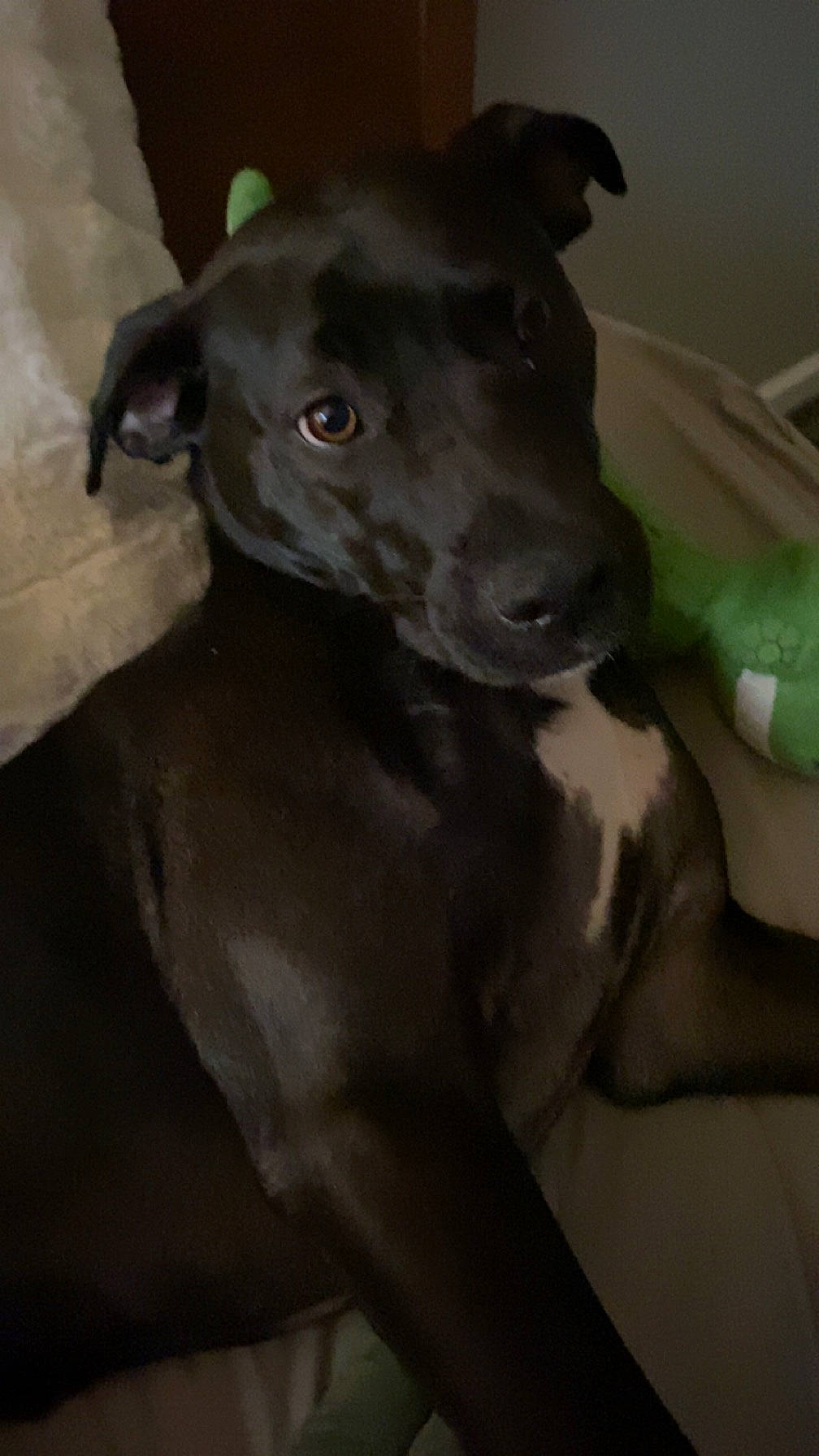 Luna joined the competition — help win amazing prizes! canidae, carnivore, companion_dog, dobermann, dog, dog_breed, fawn, grey, non_sporting_group, rampur_greyhound, sighthound, snout, sporting_group, terrestrial_animal, whiskers, working_animal