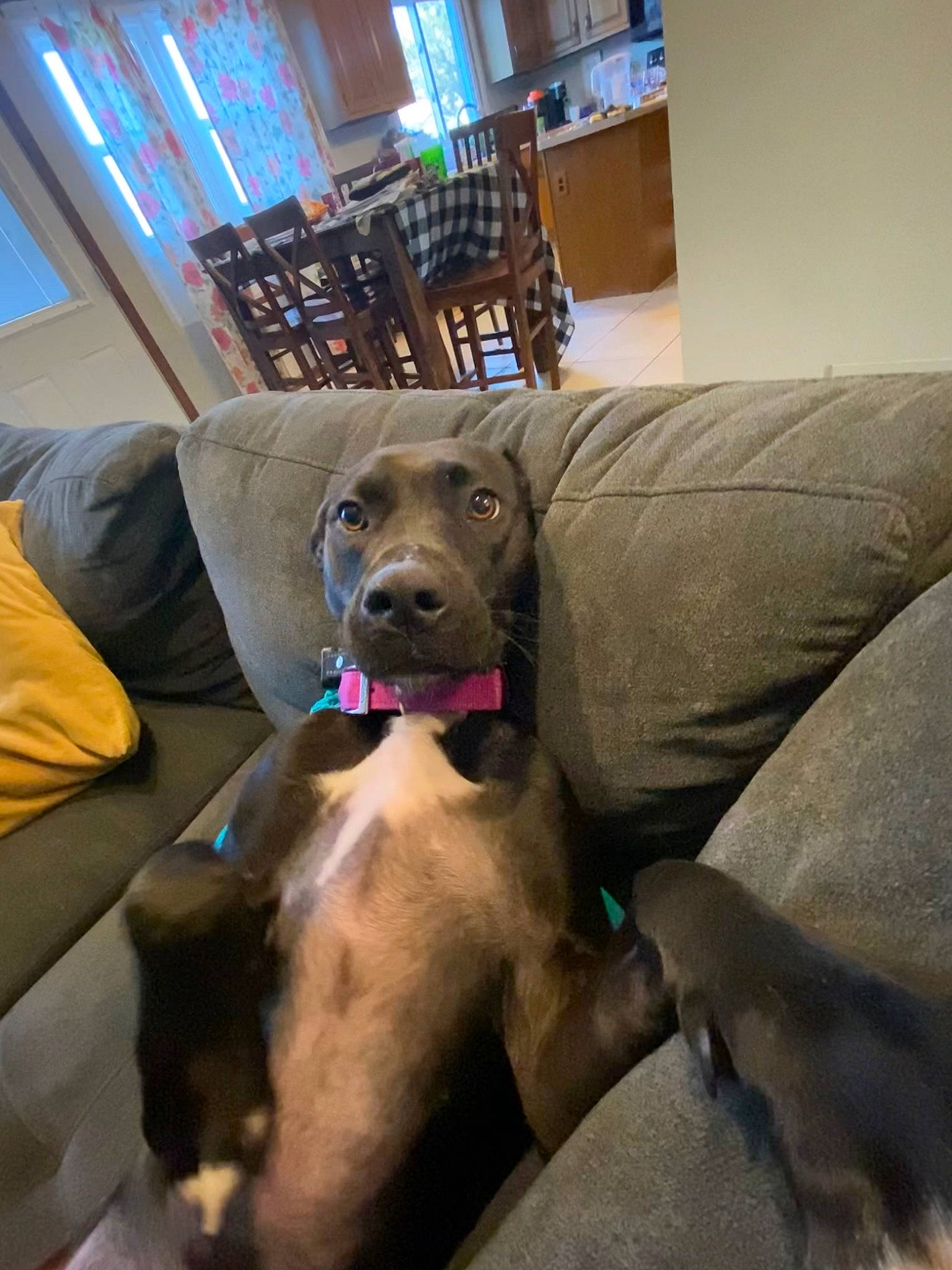 Luna joined the competition — help win amazing prizes! carnivore, chair, collar, comfort, companion_dog, couch, dog, dog_breed, dog_collar, fawn, flooring, furniture, gun_dog, hardwood, liver, picture_frame, room, sporting_group, window, working_animal