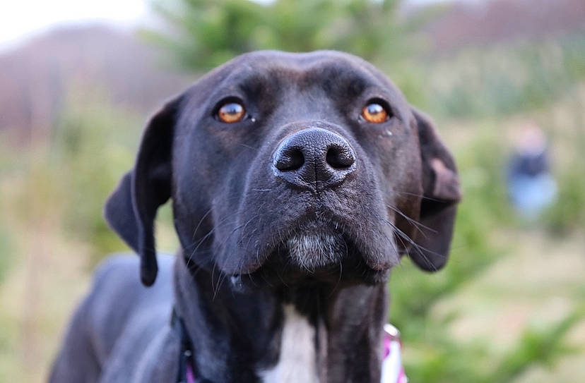 Luna is registered to the contest to win money with this photo: borador, canidae, carnivore, collar, companion_dog, dog, dog_breed, event, grass, gun_dog, hunting_dog, plant, snout, sporting_group, terrestrial_animal, whiskers, working_animal, working_dog