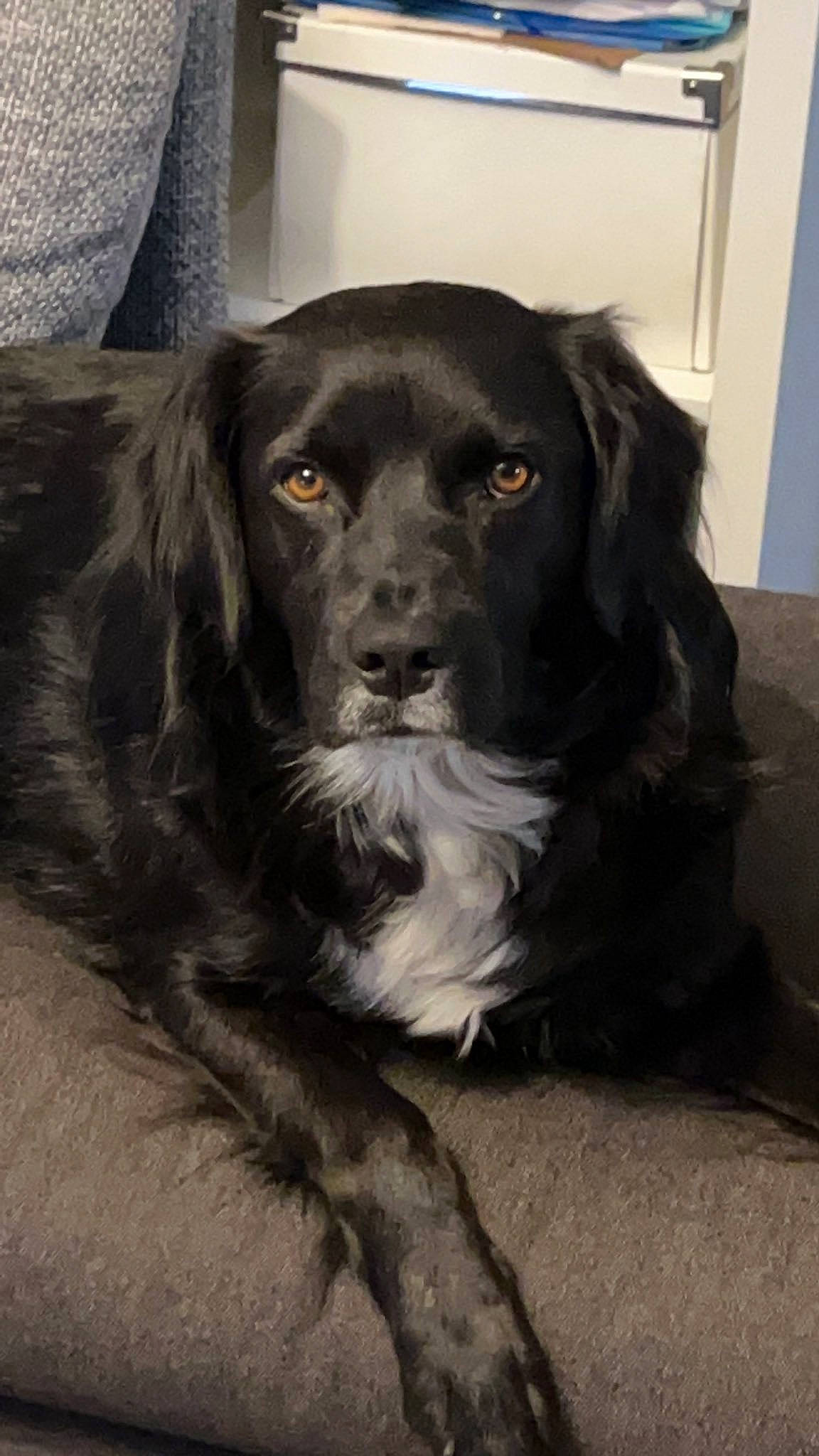 Loulou a rejoint le concours — aidez-le/la à gagner de superbes lots ! borador, canidae, carnivore, cocker_spaniel, companion_dog, dog, dog_breed, eye, fur, gun_dog, hunting_dog, liver, monochrome_photography, snout, spaniel, sporting_group, terrestrial_animal, whiskers, working_animal, working_dog