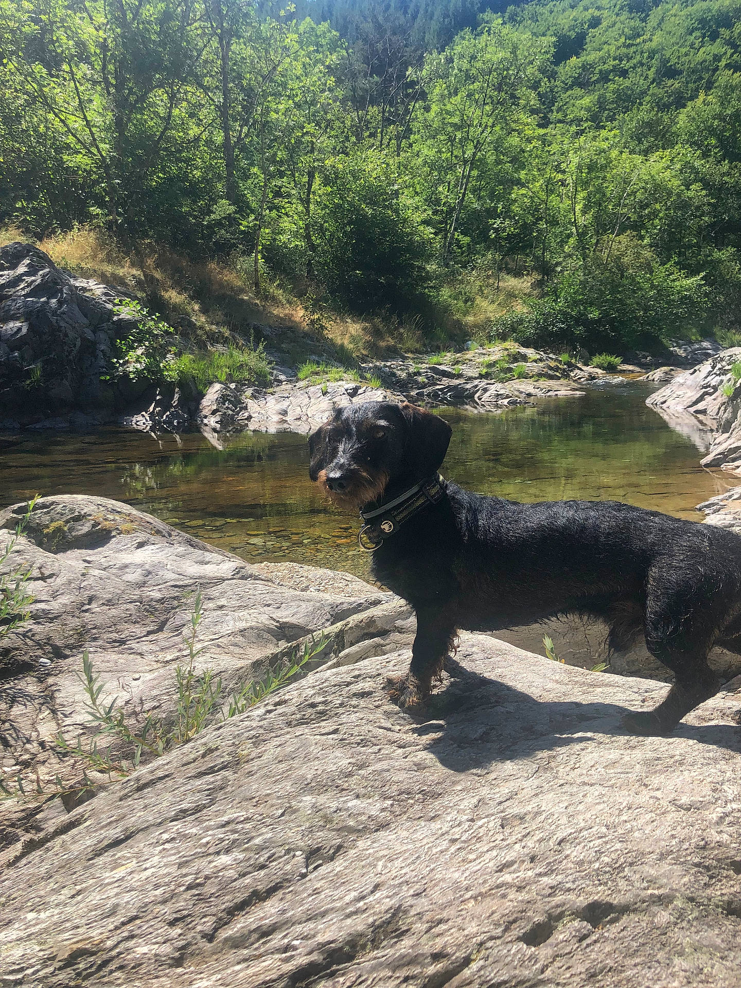 animal, canine, grass, green, grove, jungle, land, landscape, nature, outdoors, plant, pond, rainforest, rock, soil, tree, vegetation, water, wilderness, woodland