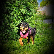 Katana joined the competition — help win amazing prizes! dog, puppy, pink_harness, grass, greenery, bushes, outdoor, sunny, blue_sky, playful, happy, running, pet, nature, canine, animal, young_dog, smiling, daylight, yard