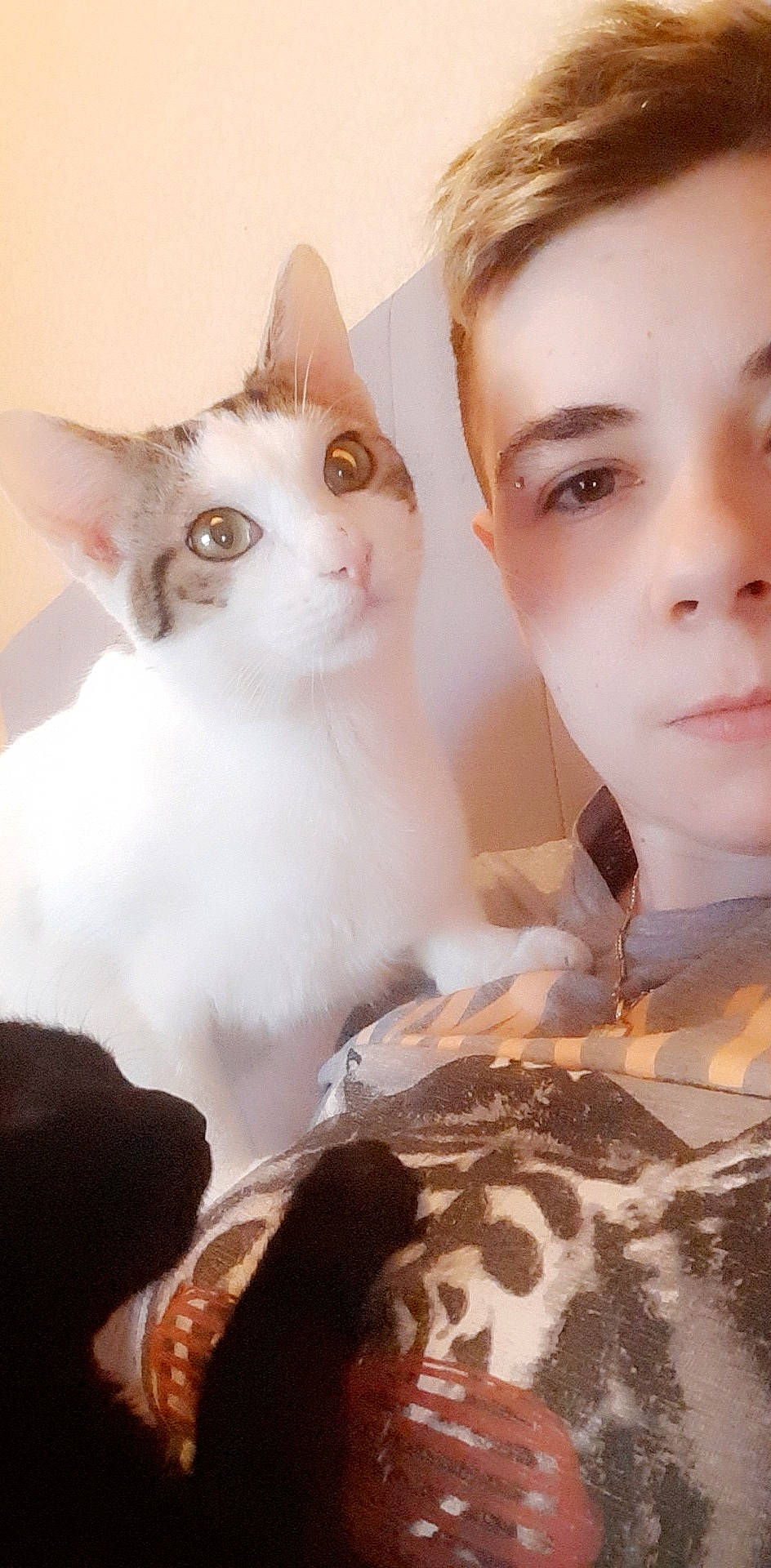 Pikachu a rejoint le concours — aidez-le/la à gagner de superbes lots ! aegean_cat, asian, carnivore, cat, ear, eye, eyebrow, fawn, felidae, fur, kitten, skin, small_to_medium_sized_cats, turkish_van, whiskers