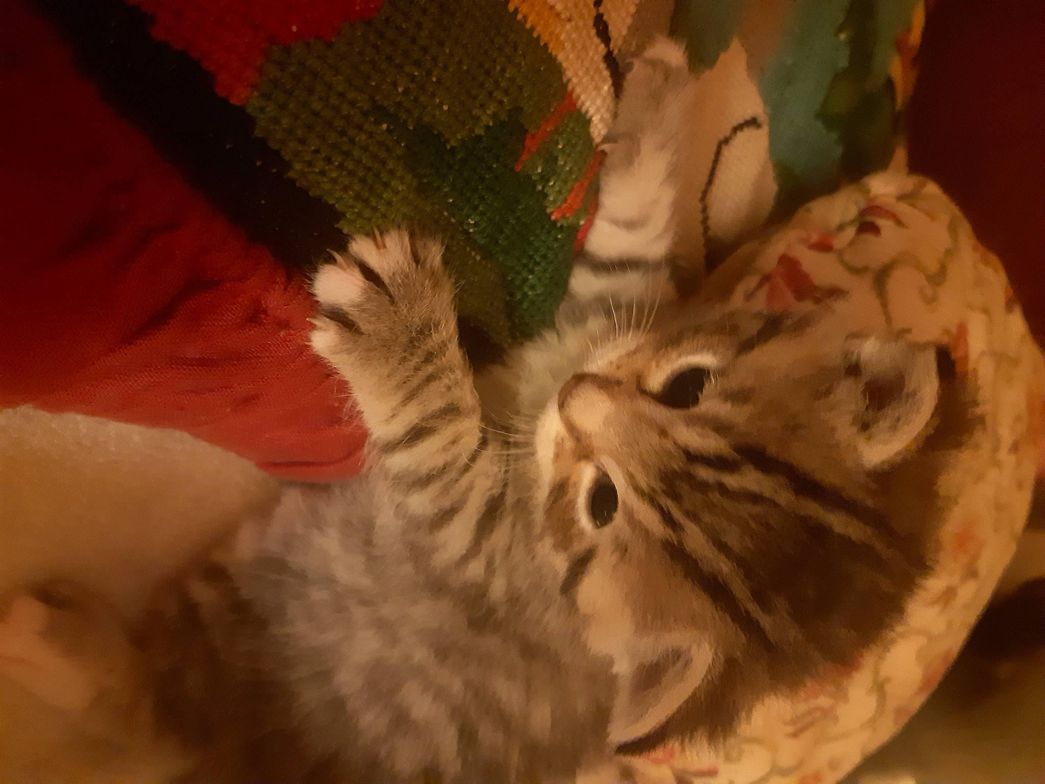 Tigrette a rejoint le concours — aidez-le/la à gagner de superbes lots ! american_shorthair, carnivore, cat, domestic_short_haired_cat, dragon_li, european_shorthair, felidae, fur, kitten, munchkin, pixie_bob, polydactyl_cat, small_to_medium_sized_cats, snout, tabby_cat, whiskers